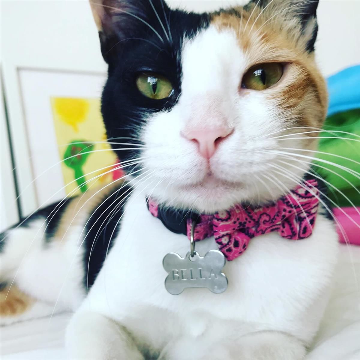 Homeless Animals Rescue Team (HART) - Bella Babe1.jpg